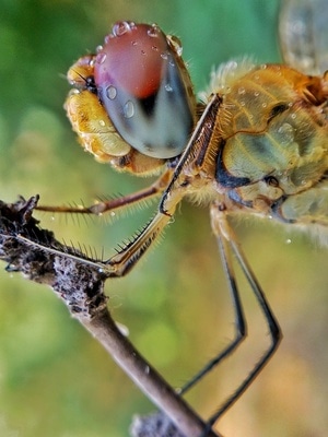 昆虫总动员-手机-微距-蜻蜓-节肢动物 图片素材
