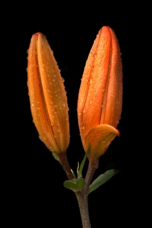 乌海市-红色-百合花-百合花-花 图片素材