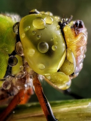 昆虫总动员-手机-微距-蜻蜓-节肢动物 图片素材