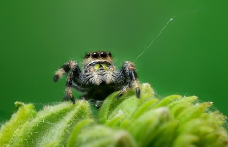 乌海市-手机-微距-野生动物-蜘蛛 图片素材
