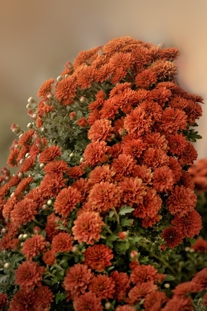乌海市-运动公园-菊花-红色-花朵 图片素材