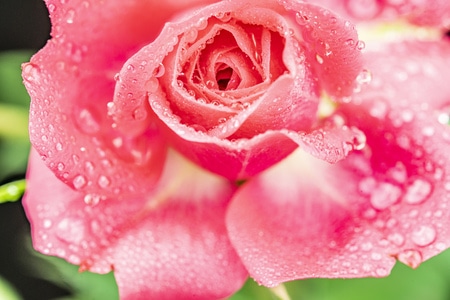 索尼-花-草莓-花-花朵 图片素材