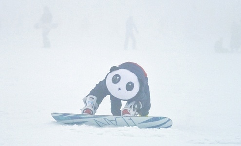 滑雪-滑雪板-滑雪-雪橇-熊猫 图片素材