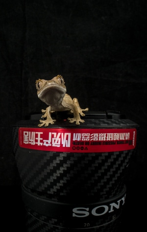 爬行动物-守宫-壁虎-睫角守宫-壁虎 图片素材