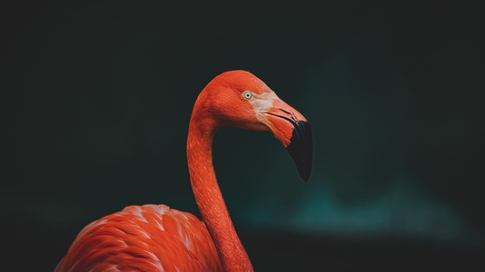 动物园-动物摄影-鸟-鸟类-动物 图片素材