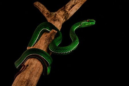 爬行动物-蛇类-snake-毒蛇-蝮蛇 图片素材