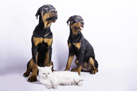 宠物-猫-狗-狗-entlebucher犬 图片素材