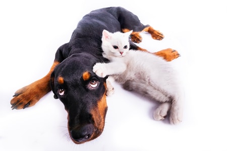 宠物-猫-狗-动物-宠物 图片素材