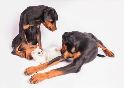 宠物-猫-狗-阿彭策尔山地犬-entlebucher犬 图片素材