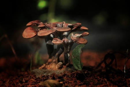 杭州-花卉-菌类-菌类植物-灵芝 图片素材