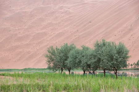 巴丹吉林沙漠-风光-风景-树-树木 图片素材