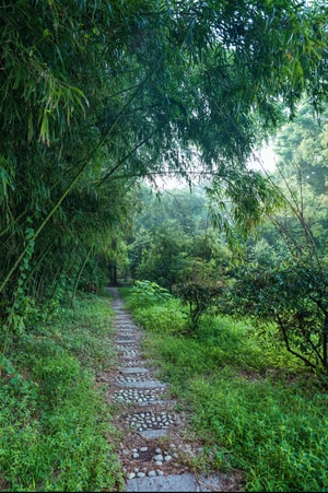 风光-中山植物园-树木-树-风景 图片素材