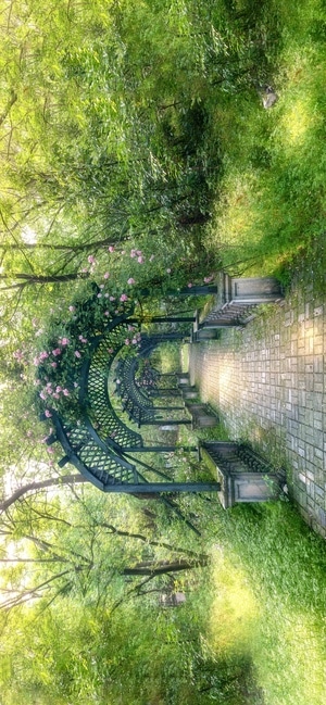 南京市-蔷薇-风光-中山陵-风景 图片素材
