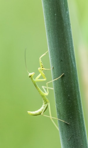 微距-螳螂-昆虫-螳螂-茎秆 图片素材