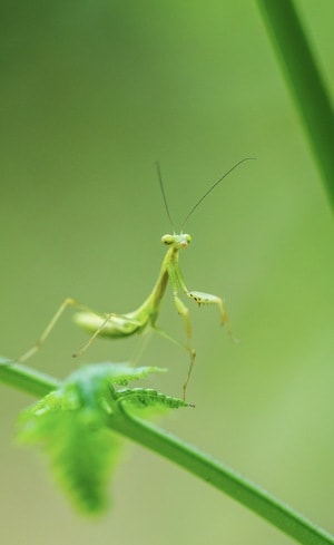微距-螳螂-螳螂-昆虫-节肢动物 图片素材