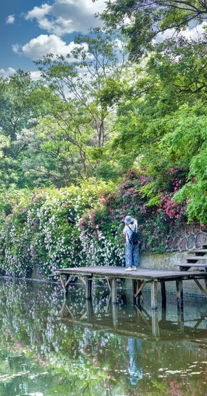 风光-蔷薇-人像-南京市-风景 图片素材