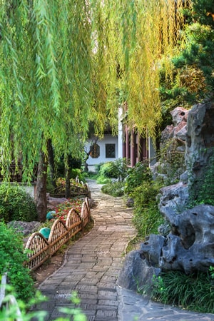 风光-花卉-道路-树-树木 图片素材