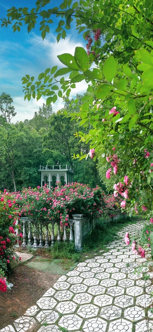 风光-蔷薇-人像-南京市-花园 图片素材