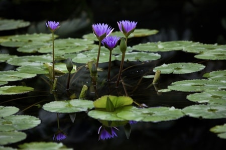 中山植物园-睡莲-植物-花-花朵 图片素材