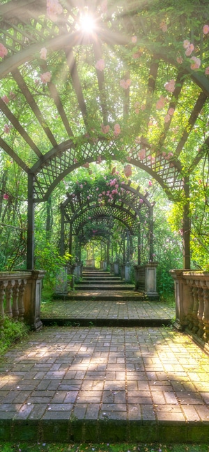 风光-蔷薇-人像-南京市-花园 图片素材