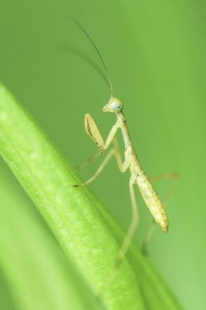 微距-螳螂-螳螂-节肢动物-昆虫 图片素材