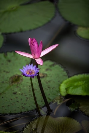中山植物园-睡莲-植物-花-花朵 图片素材