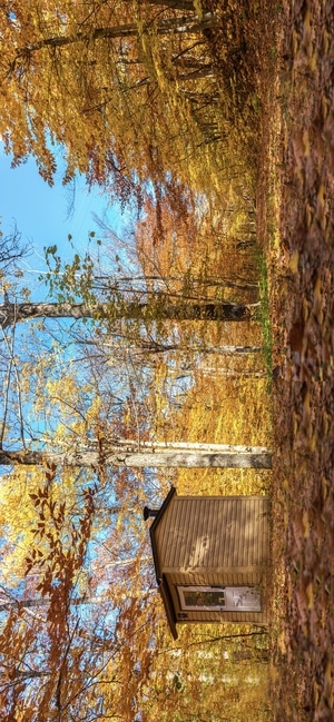 银杏黄了-风光-枫叶大道-风景-树木 图片素材