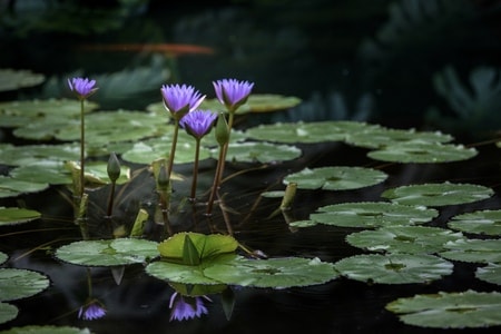 中山植物园-睡莲-植物-花-花朵 图片素材