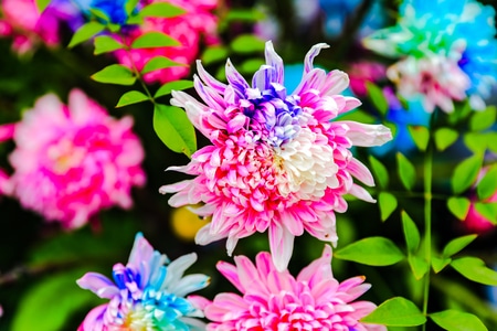 花卉-菊花-园博园-重庆-摄影和文字 图片素材