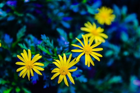 重庆-云海2009-花-花朵-花卉 图片素材