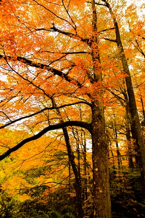 秋日物语-旅行-红叶-树-树木 图片素材