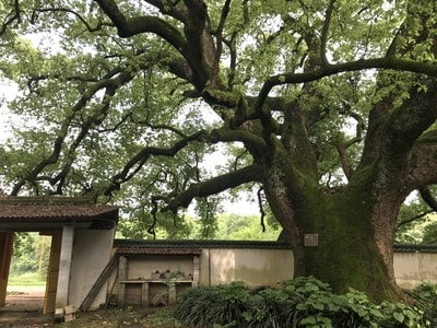 自然-风光-古树-树-树木 图片素材