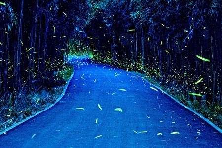 自然-索尼-风光-萤火虫-道路 图片素材