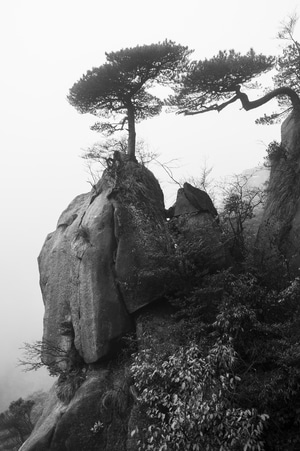 风光-黑白-雾-山-松树 图片素材