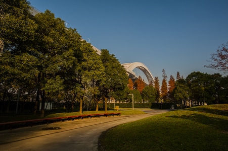 建筑-城市-上海-树木-树 图片素材