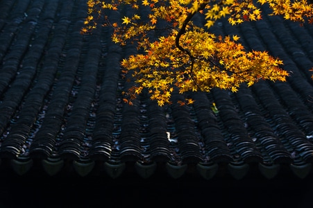 秋日物语-风光-旅行-树木-枫树 图片素材