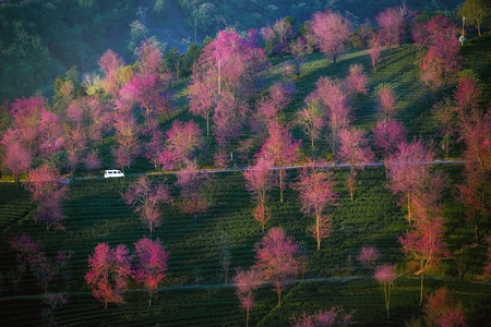 在路上-旅行-风光-风景-花海 图片素材