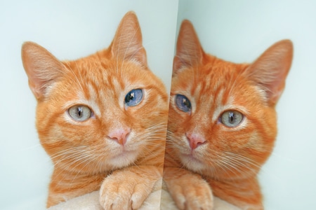 萌宠写真-猫-橘猫-镜-对称 图片素材