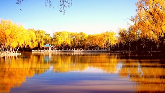 手机摄影-金色的秋-秋色-湖泊-湖水 图片素材