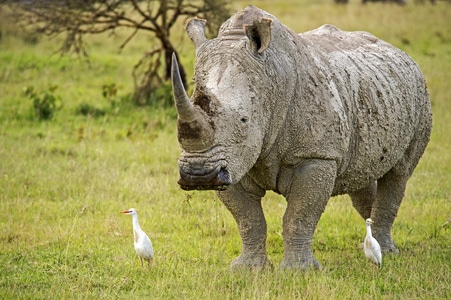 动物园-旅游-自然-肯尼亚-野生动物 图片素材