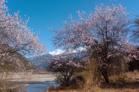 旅摄-西藏-自然-色彩-风景 图片素材
