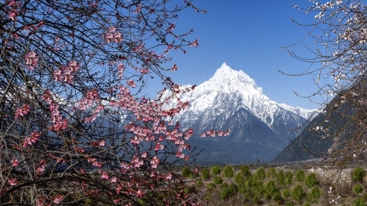 你好2020-旅行-西藏-林芝-自然 图片素材