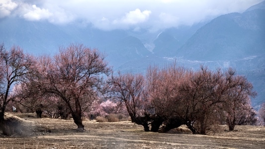 你好2020-旅行-西藏-林芝-桃花 图片素材