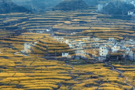 旅拍-皖南-风光-油菜花-多曝 图片素材