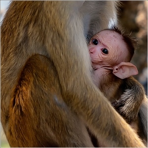 旅行-斯里兰卡-长尾猴-动物-灵长类动物 图片素材