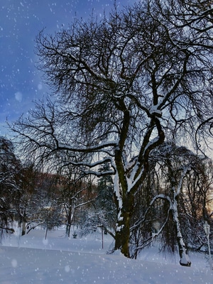 我的2019-旅行-捷克-霍迦新-雪景 图片素材