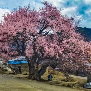 旅摄-西藏-自然-色彩-风景 图片素材