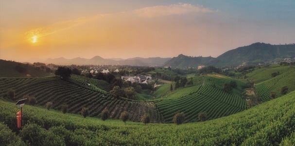 摄影-旅行-风景-70周年风光-茶叶 图片素材