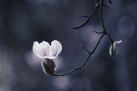 玉兰-花-春天-植物-花 图片素材