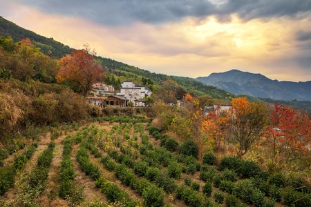 安徽-宏村-塔川-朝霞-风光 图片素材